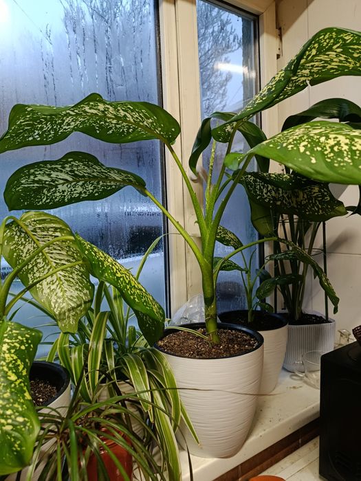 Диффенбахия цветок комнатный Каскелен