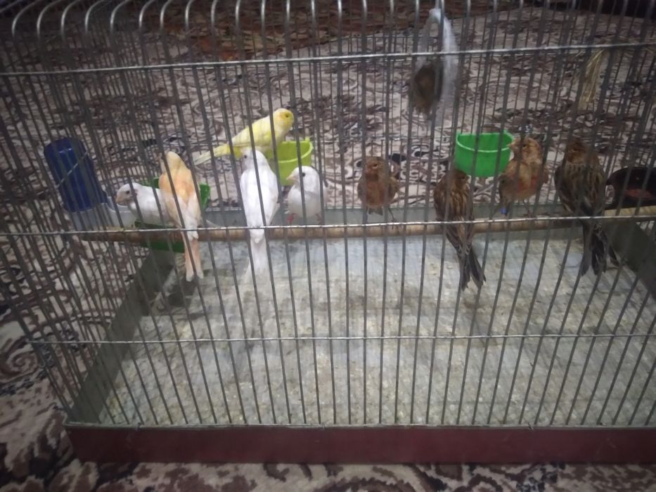 Канарека сотилади