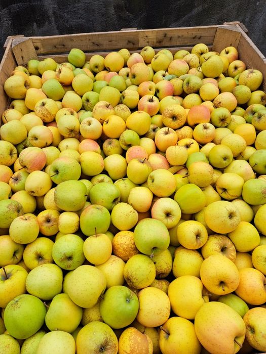 Vând mere calitate superioară