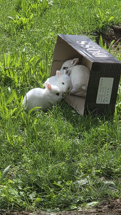 Карликовые кролики