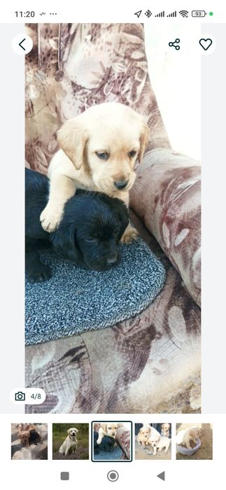 Лабрадор ИТ боласи сотилади