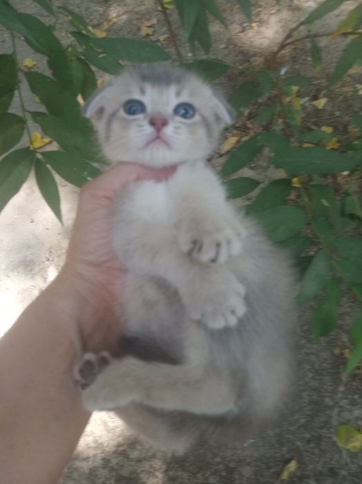 Продается котёнок