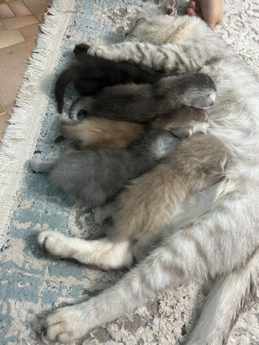 Котята британские