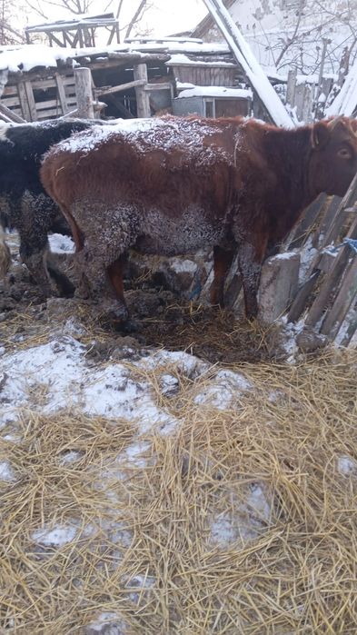 Продам телку на мясо