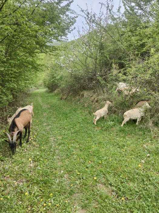 Alba de Banat de vânzare