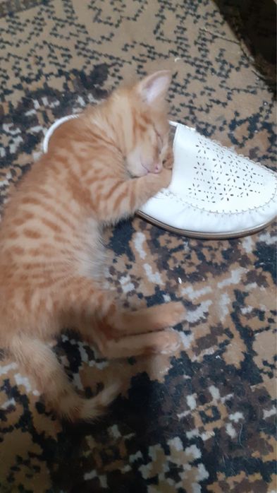 отдам котят Бесплатно