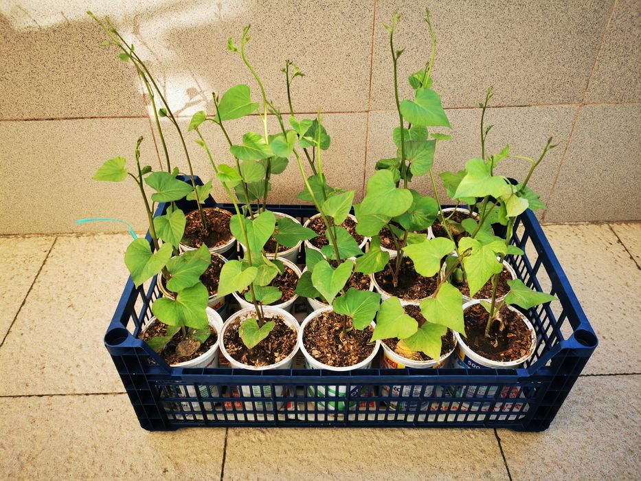 Разсад батати (сладки картофи)