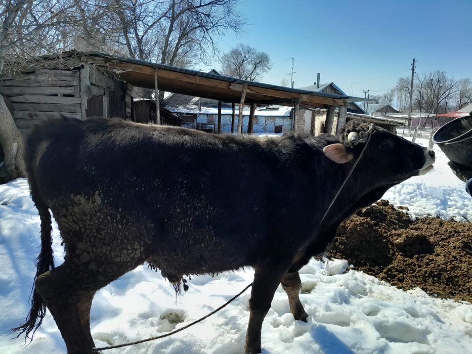 Алатау асыл тұқымды бұқа сатылады