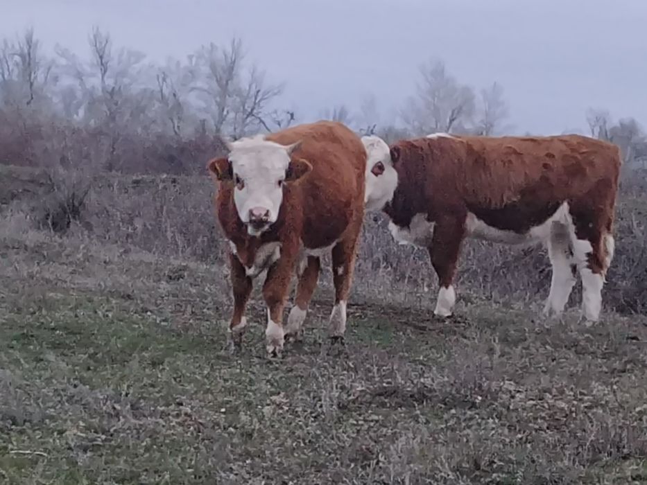 Продам подсос бычков