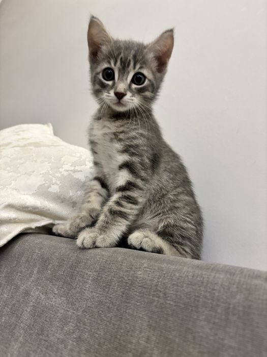 Котенок 2,5 мес