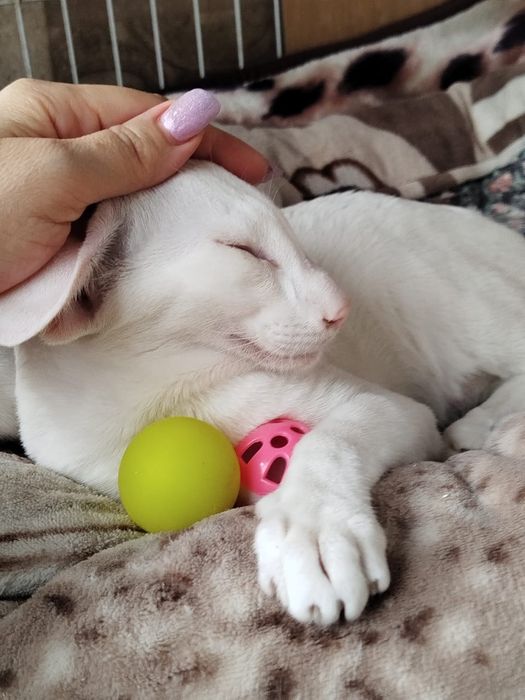 Чистокровные ориентальные котята
