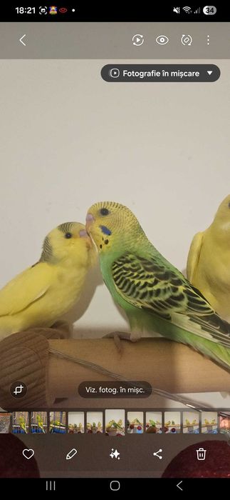 Perusi de vanzare Timisoara