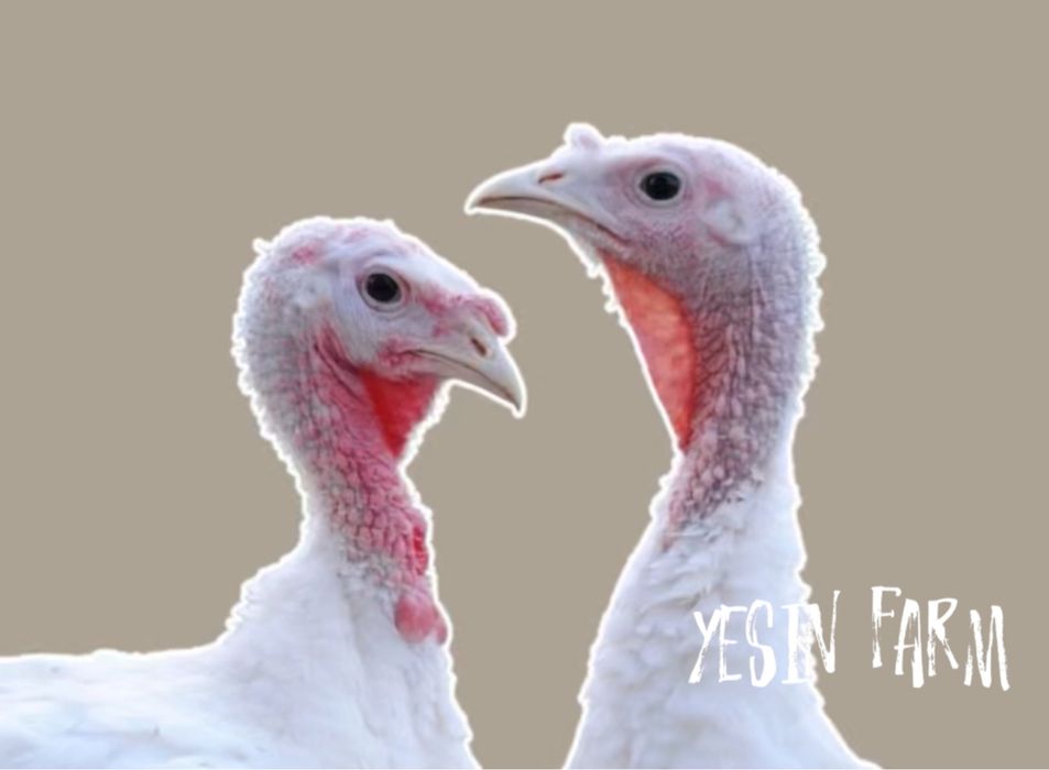 Белый широкогрудый инкубационные яйца индюков — сильная порода