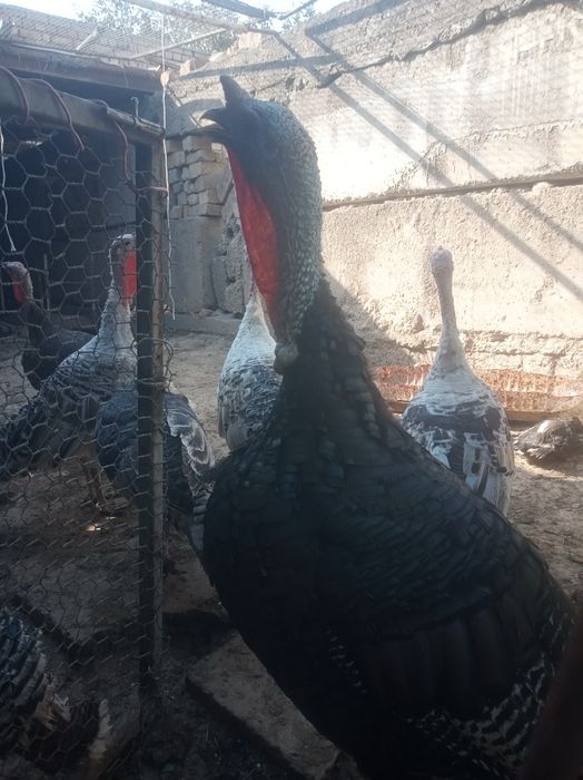 Куркалар домашний