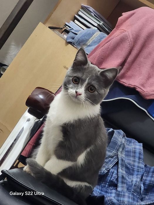 2 ta mushuk sotiladi zoti persidski