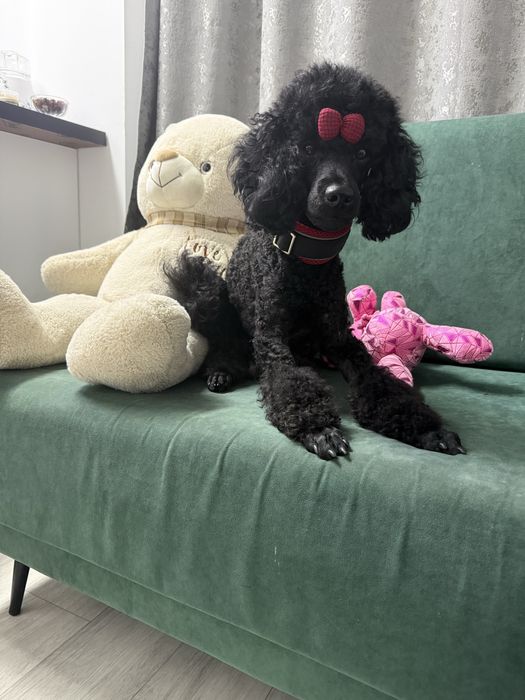 Малый пыдель караганда