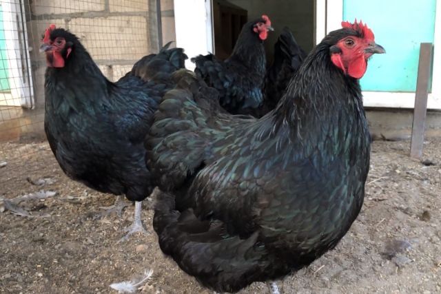 Джерсийский гигант