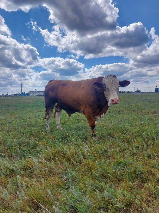 Продам быка Симентал