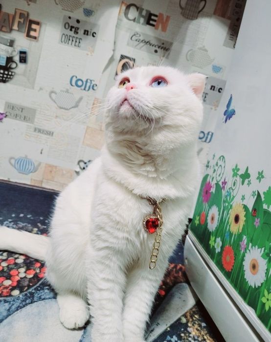 Вязка кот шотландский вислоухий