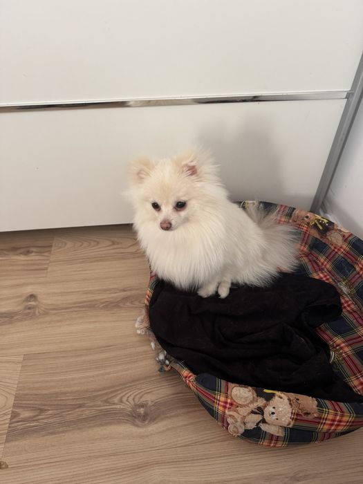 Пумеран мини. ..