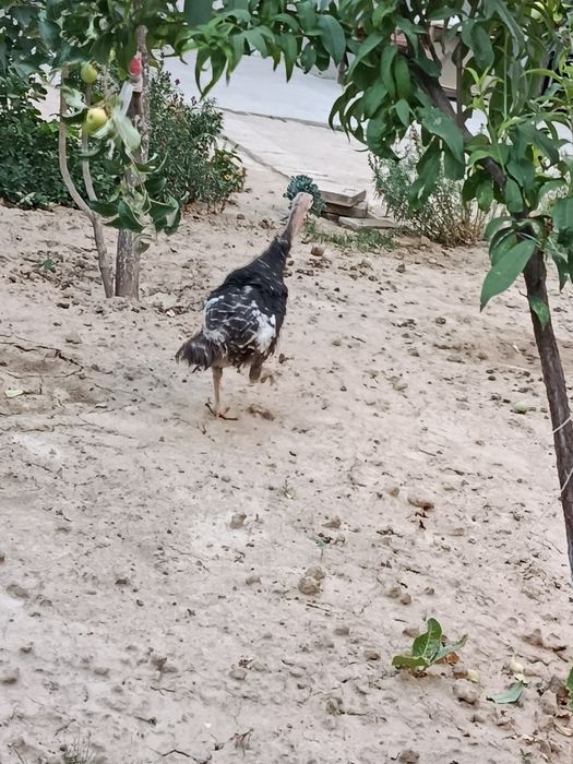 Курка 1.5йил айол