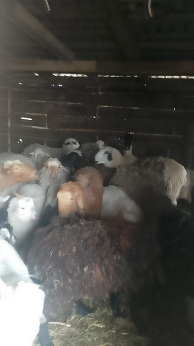 Продам овечек и коз