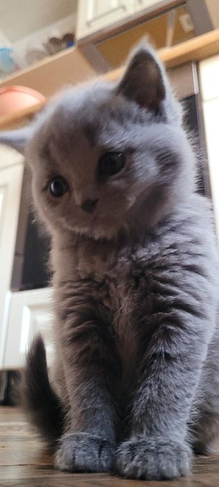 Продается котенок шотландка девочка