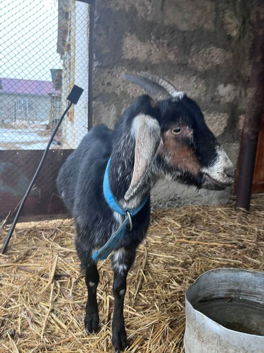 Сельскохозяйственные животные