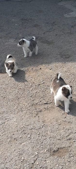 Продам шенков лаек