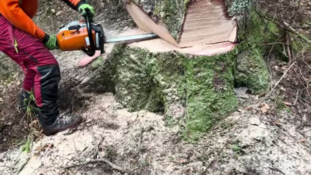 Бензопила услуг дарахт кесиш хизмати daraxt kesish обрезка спил деревя