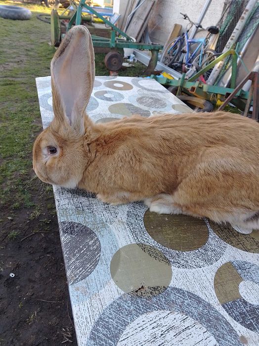 Зайци жълти и белгийски великани