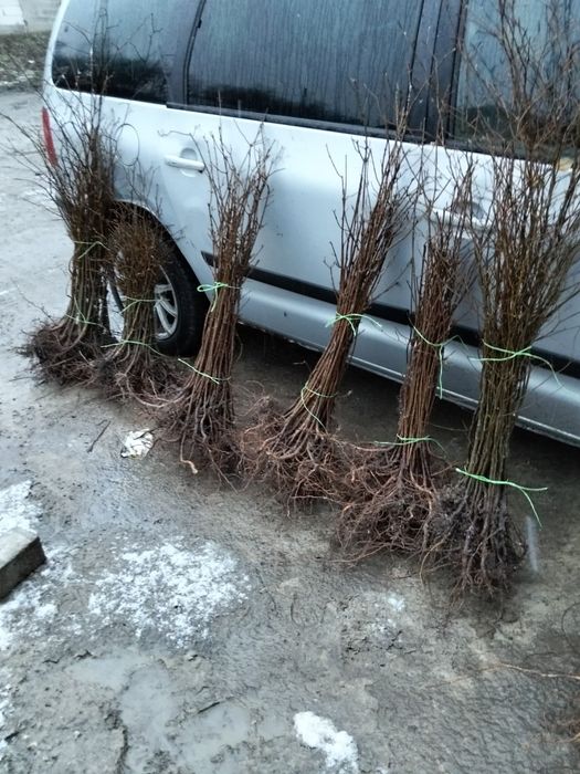 Puieți forestieri de salcâm și nu nuami