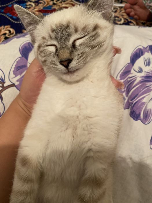 Кошка отдам хорошие руки