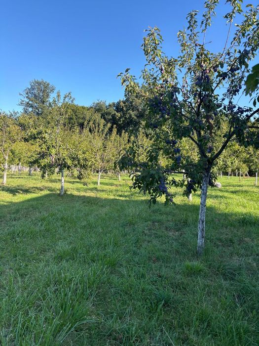 Prune de vanzare