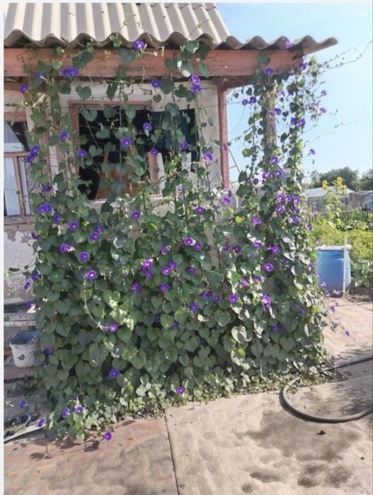 Продается дача. Д/О Черемушки