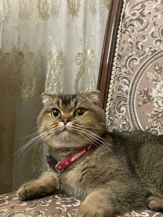 Zotli Mushuk sotiladi