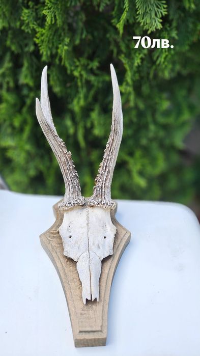 Трофей от муфлон