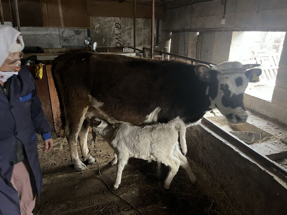 Сиыр сатамын еркек бұзауымен.