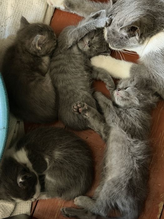 Отдам котят в добрые руки