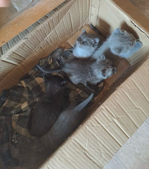 Отдам даром котят