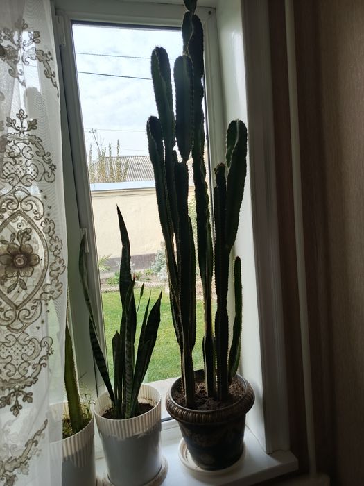 Домашние цветы оптом по 20-25тыс.