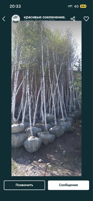 Сосна ель берёза тополь