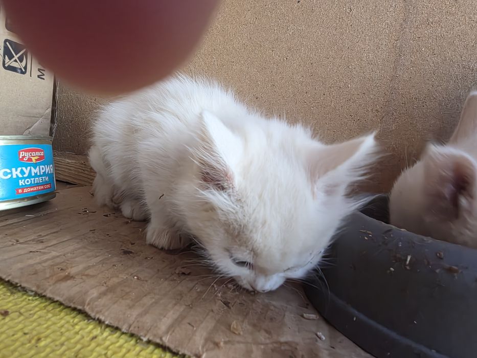 Коте на 2 месеца  Турска ангорска