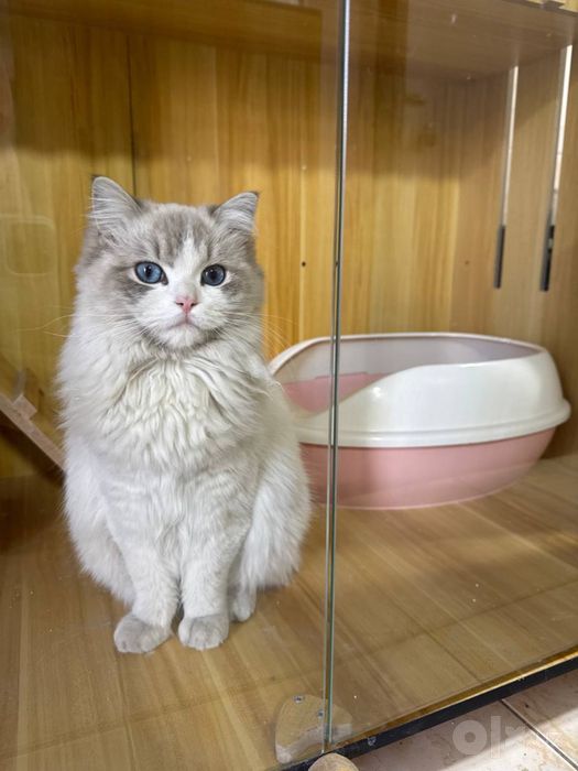 Продаются чисто кровный американский рег долл кот и кошка