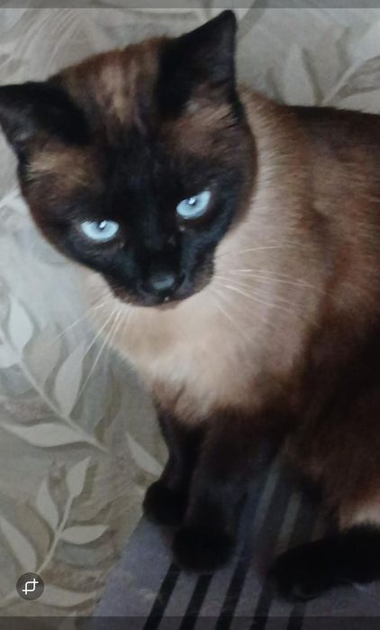 Кастрированный котик 2 года