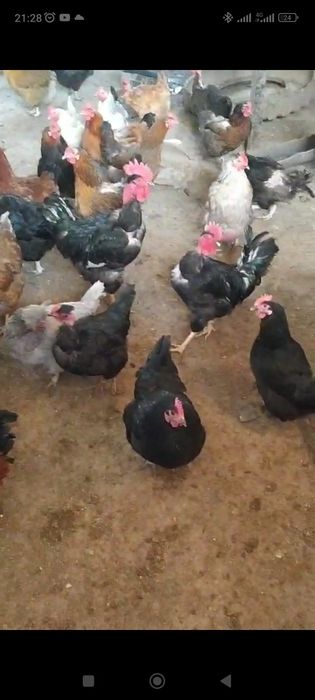 Продам инкубационные яйца