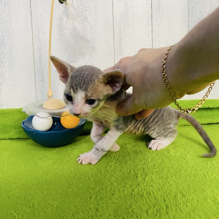 Котик донской сфинкс