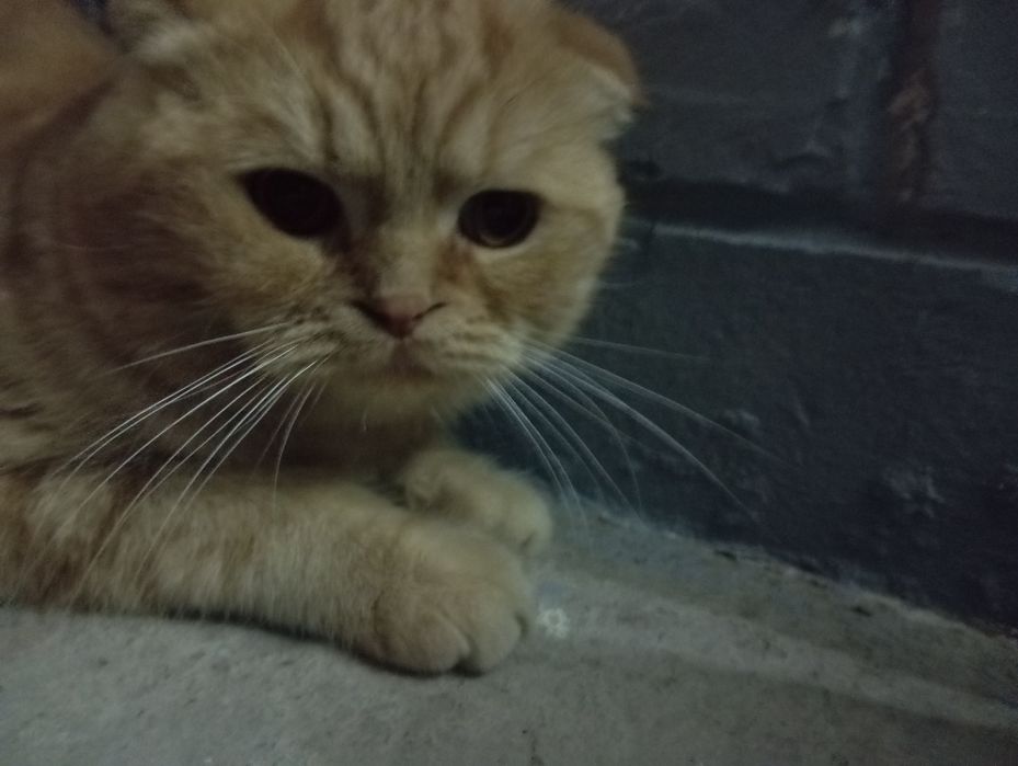 Shatlaskaya visiluha