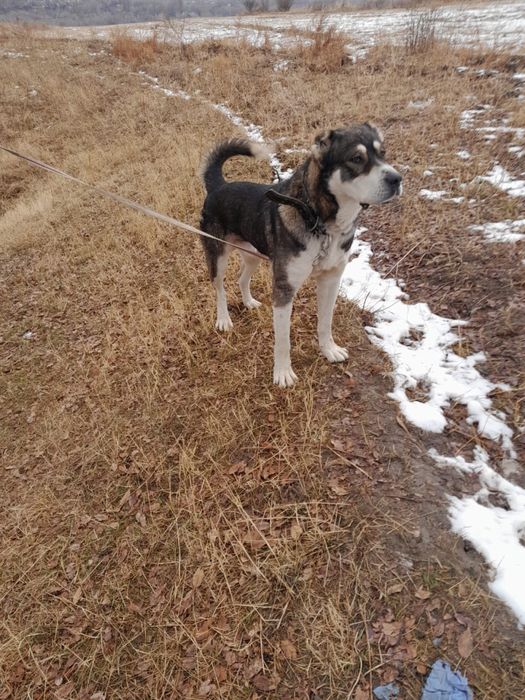 Среднееазиатская овчарка