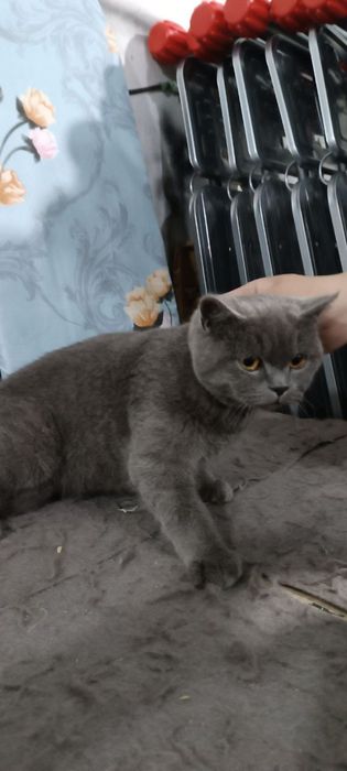 Baris Mushuk Sotiladi